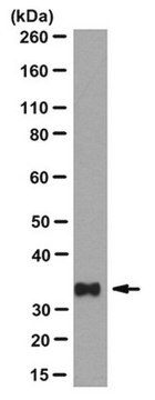 Anti-PL Scramblase 1 Antibody, clone 4D2 clone 4D2, from mouse