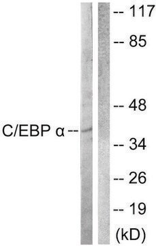 Anti-C/EBP-&#945; antibody produced in rabbit affinity isolated antibody