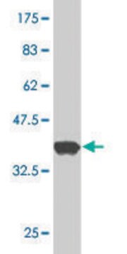 Monoclonal Anti-GENX-3414 antibody produced in mouse clone 2C10, purified immunoglobulin, buffered aqueous solution