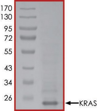 KRAS (Mature Form), Active PRECISIO&#174; Kinase, recombinant