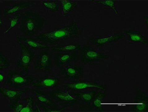 Anti-FANCF antibody produced in mouse purified immunoglobulin, buffered aqueous solution