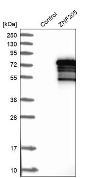 Anti-ZNF205 antibody produced in rabbit Prestige Antibodies&#174; Powered by Atlas Antibodies, affinity isolated antibody, buffered aqueous glycerol solution