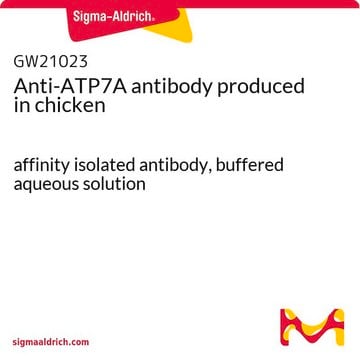 Anti-ATP7A antibody produced in chicken affinity isolated antibody, buffered aqueous solution