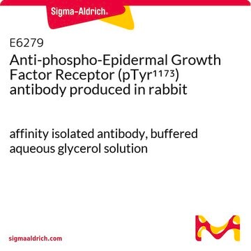 Anti-phospho-Epidermal Growth Factor Receptor (pTyr1173) antibody produced in rabbit affinity isolated antibody, buffered aqueous glycerol solution