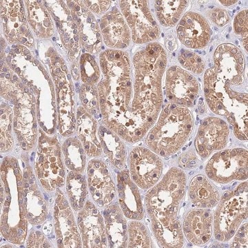 Anti-FAM89B antibody produced in rabbit Prestige Antibodies&#174; Powered by Atlas Antibodies, affinity isolated antibody, buffered aqueous glycerol solution