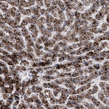 Anti-ACOX1 antibody produced in rabbit Prestige Antibodies&#174; Powered by Atlas Antibodies, affinity isolated antibody, buffered aqueous glycerol solution, Ab1