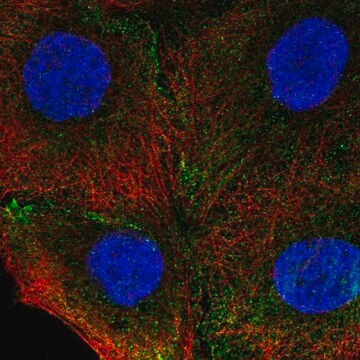 Anti-ITGA4 antibody produced in rabbit Prestige Antibodies&#174; Powered by Atlas Antibodies, affinity isolated antibody