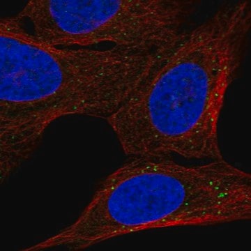 Anti-Bbs2 Antibody Produced In Rabbit Prestige Antibodies&#174; Powered by Atlas Antibodies, affinity isolated antibody, buffered aqueous glycerol solution