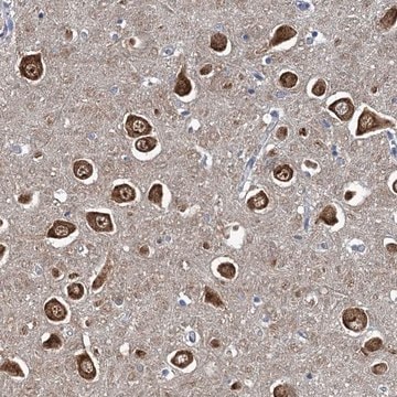 Anti-NCKAP1L antibody produced in rabbit Prestige Antibodies&#174; Powered by Atlas Antibodies, affinity isolated antibody, buffered aqueous glycerol solution