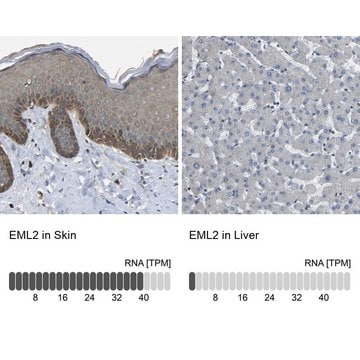 Anti-EML2 antibody produced in rabbit Prestige Antibodies&#174; Powered by Atlas Antibodies, affinity isolated antibody, buffered aqueous glycerol solution