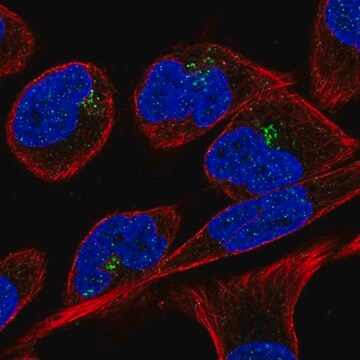 Anti-RPGR antibody produced in rabbit Prestige Antibodies&#174; Powered by Atlas Antibodies, affinity isolated antibody