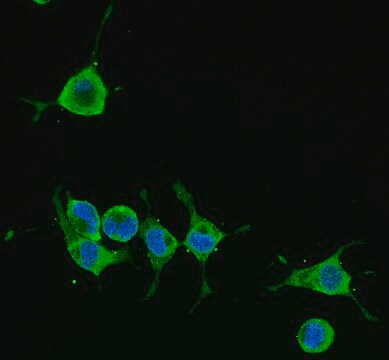 Anticuerpo anti-proteína precursora de Alzheimer A4, clon 22C11, Alexa488 conj. clone 22C11, from mouse, ALEXA FLUOR&#8482; 488