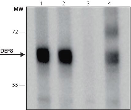 Monoclonal Anti-DEF8 antibody produced in mouse clone DEF8-A132, culture supernatant