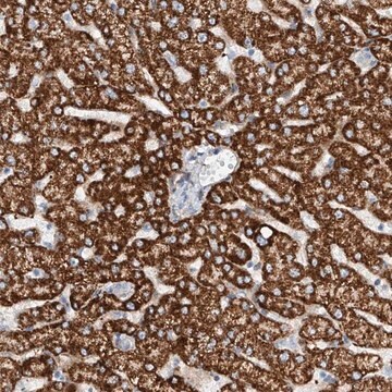 Anti-TAS2R60 antibody produced in rabbit Prestige Antibodies&#174; Powered by Atlas Antibodies, affinity isolated antibody, buffered aqueous glycerol solution