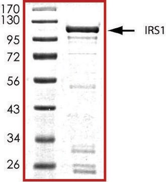 IRS1 (600-1245), GST tagged human recombinant, expressed in baculovirus infected Sf9 cells, &#8805;70% (SDS-PAGE), buffered aqueous glycerol solution