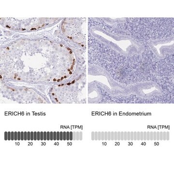 Anti-ERICH6 antibody produced in rabbit Prestige Antibodies&#174; Powered by Atlas Antibodies, affinity isolated antibody, buffered aqueous glycerol solution