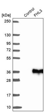 Anti-FHL3 antibody produced in rabbit Prestige Antibodies&#174; Powered by Atlas Antibodies, affinity isolated antibody, buffered aqueous glycerol solution