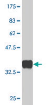 Monoclonal Anti-PHF1 antibody produced in mouse clone 2D3, purified immunoglobulin, buffered aqueous solution