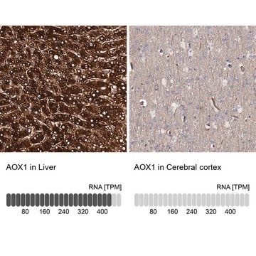 Anti-AOX1 antibody produced in rabbit Prestige Antibodies&#174; Powered by Atlas Antibodies, affinity isolated antibody, buffered aqueous glycerol solution