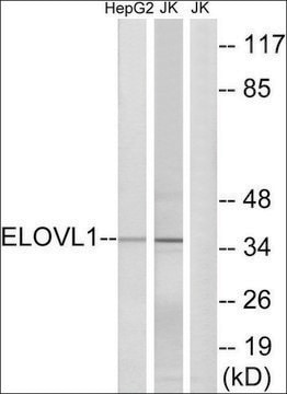 Anti-ELOVL1 antibody produced in rabbit affinity isolated antibody