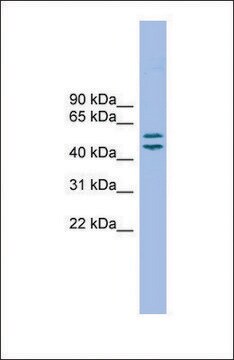 Anti-TM7SF2, (N-terminal) antibody produced in rabbit affinity isolated antibody