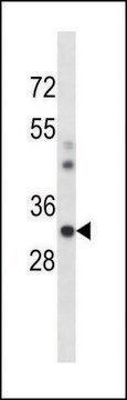 ANTI-MOUSE CSNK1A1 (C-TERM) antibody produced in rabbit IgG fraction of antiserum, buffered aqueous solution