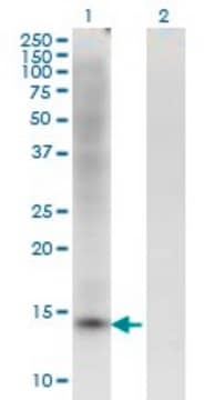 Monoclonal Anti-ZBTB16 antibody produced in mouse clone 1F10, purified immunoglobulin, buffered aqueous solution