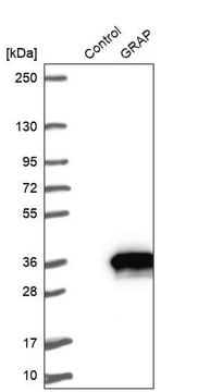 Anti-GRAP antibody produced in rabbit Prestige Antibodies&#174; Powered by Atlas Antibodies, affinity isolated antibody, buffered aqueous glycerol solution