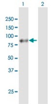 Anti-APLP1 antibody produced in mouse purified immunoglobulin