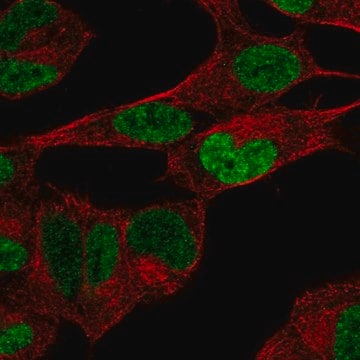 Anti-PHOX2B antibody produced in rabbit Prestige Antibodies&#174; Powered by Atlas Antibodies, affinity isolated antibody