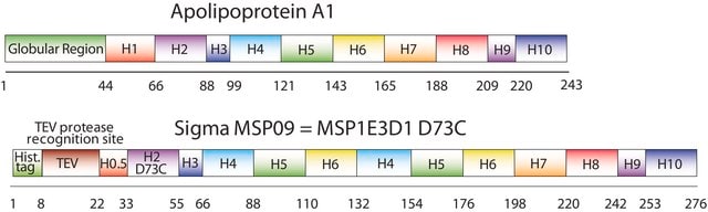 Membrane Scaffold Protein 1E3D1 D73C recombinant, expressed in E. coli, Cysteine substituted at position 73