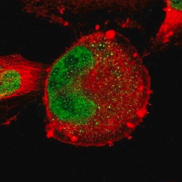 Anti-ZNF367 antibody produced in rabbit Prestige Antibodies&#174; Powered by Atlas Antibodies, affinity isolated antibody