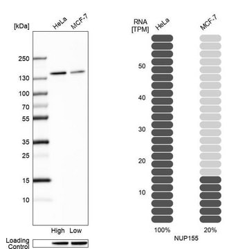 Anti-NUP155 antibody produced in rabbit affinity isolated antibody, buffered aqueous glycerol solution