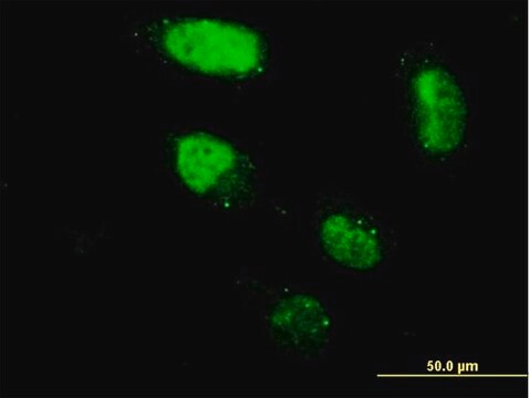 Monoclonal Anti-ZNF213 antibody produced in mouse clone 3D3, purified immunoglobulin, buffered aqueous solution