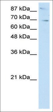 Anti-SKIL antibody produced in rabbit IgG fraction of antiserum