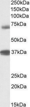 Anti-TRIM29 antibody produced in goat affinity isolated antibody, buffered aqueous solution