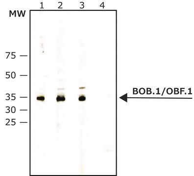 Anti-BOB.1/OBF.1 antibody, Mouse monoclonal clone Wue-AC5, purified from hybridoma cell culture