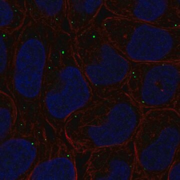 Anti-Pifo Antibody Produced In Rabbit Prestige Antibodies&#174; Powered by Atlas Antibodies, affinity isolated antibody, buffered aqueous glycerol solution