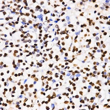 Anti-DiMethyl-Histone H3-K4 antibody produced in rabbit