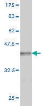 Monoclonal Anti-GRID2 antibody produced in mouse clone 1A1, purified immunoglobulin, buffered aqueous solution