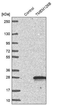 Anti-TMEM126B antibody produced in rabbit Prestige Antibodies&#174; Powered by Atlas Antibodies, affinity isolated antibody, buffered aqueous glycerol solution