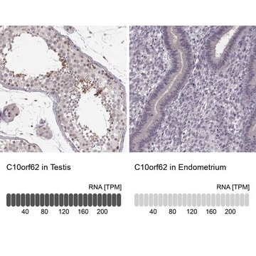 Anti-C10orf62 antibody produced in rabbit Prestige Antibodies&#174; Powered by Atlas Antibodies, affinity isolated antibody