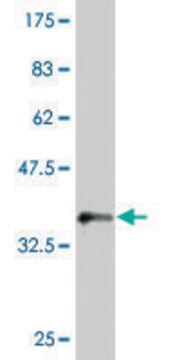 Monoclonal Anti-MKRN1 antibody produced in mouse clone 4E9, purified immunoglobulin, buffered aqueous solution