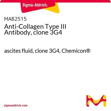 Anti-Collagen Type III Antibody, clone 3G4 ascites fluid, clone 3G4, Chemicon&#174;