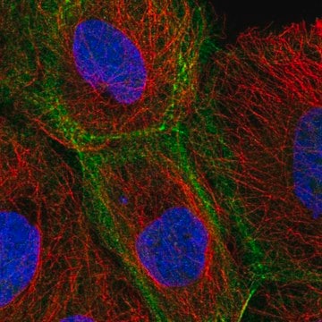 Anti-Kif3B Antibody Produced In Rabbit Prestige Antibodies&#174; Powered by Atlas Antibodies, affinity isolated antibody, buffered aqueous glycerol solution