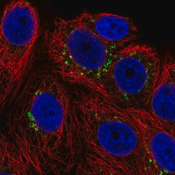 Anti-POMT1 antibody produced in rabbit Prestige Antibodies&#174; Powered by Atlas Antibodies, affinity isolated antibody