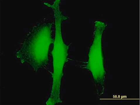 Anti-AGBL5 antibody produced in mouse purified immunoglobulin, buffered aqueous solution