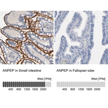 Anti-ANPEP antibody produced in rabbit Prestige Antibodies&#174; Powered by Atlas Antibodies, affinity isolated antibody, buffered aqueous glycerol solution