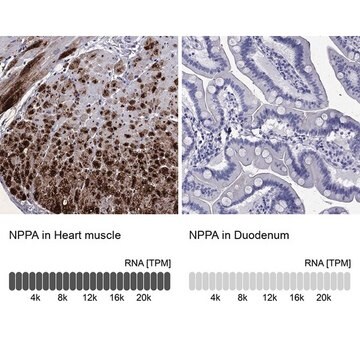 Anti-NPPA antibody produced in rabbit Prestige Antibodies&#174; Powered by Atlas Antibodies, affinity isolated antibody, buffered aqueous glycerol solution