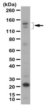 Anti-Ambra1 Antibody from rabbit, purified by affinity chromatography